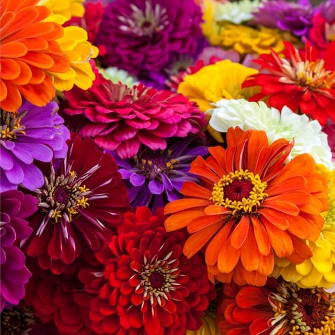 Mixrug 50+ Dwarf Zinnia Seeds for Planting,Annual Pink Zinnias Seeds Non-GMO Heirloom,Cut Flower Seed Deer Resistant Pollinator Friendly for Home Outdoor Garden