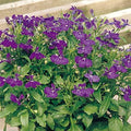Park Seed Lobelia Flower Plant Seeds, Easy to Grow, Perfect for Spring Garden, Rapid Blue, Pack of 20