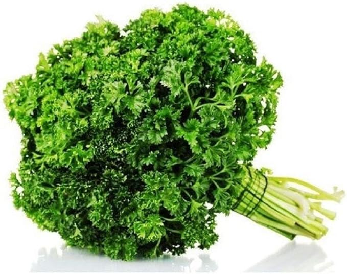 Forest Green Parsley Seeds - 25 Count Seed Pack - Non-GMO - Leaves are Deeply and Closely Curled. Flavor is Better Than Most Curled Varieties. Use for garnishes and Flavoring. - Country Creek LLC