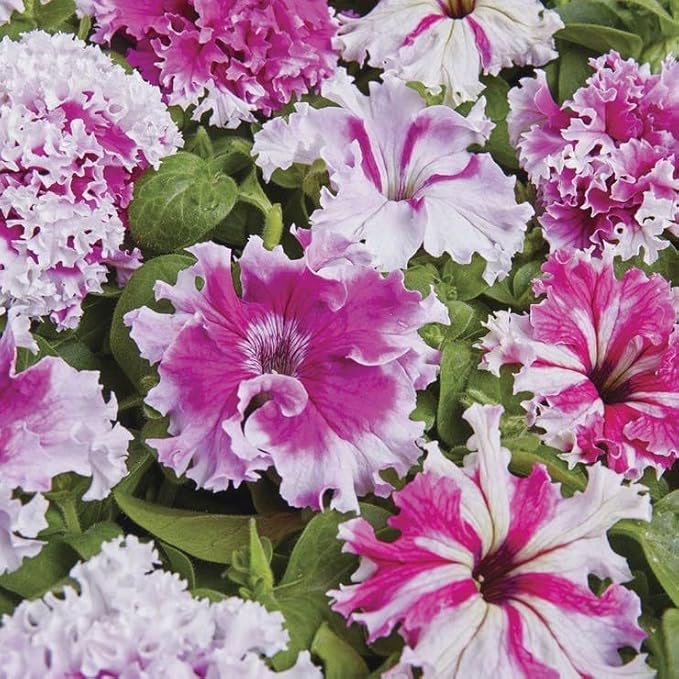 Park Seed Greetings from Jaroměře Petunia Seeds, Grandiflora Fimbriata Type with Pink and Violet Striped Ruffled Blooms, Pollinator Friendly and Low Maintenance, Pack of 10