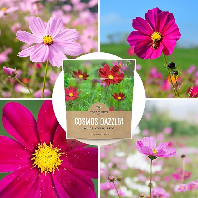 Dazzler Cosmos Wildflower Seeds - Extra Large 1 Ounce Packet - Over 5,000 Fresh Open Pollinated Non-GMO Flower Seeds - Stunning Bright Petals - Drought Tollerant
