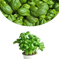 3 Sweet Basil Live Plants, Live Basil Herb Plant, Ready to Grow Indoor Outdoor 3-5 Inches, Well Rooted Herbs