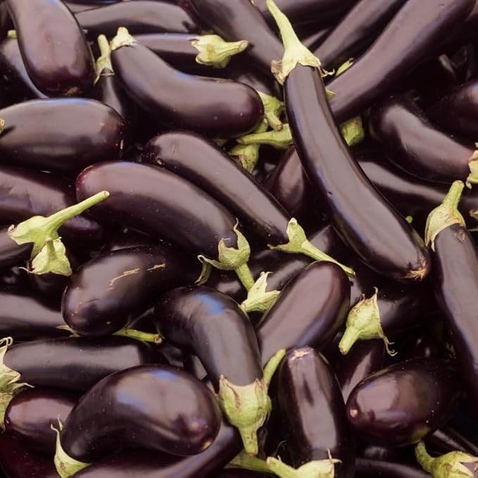 100 Long Purple Eggplants Seeds, Vegetable Eggplant Seeds for Planting Outdoor Garden
