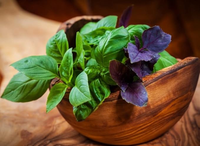 Seeds Indoor Basil Mix - Heirloom Herbs - GMO Free