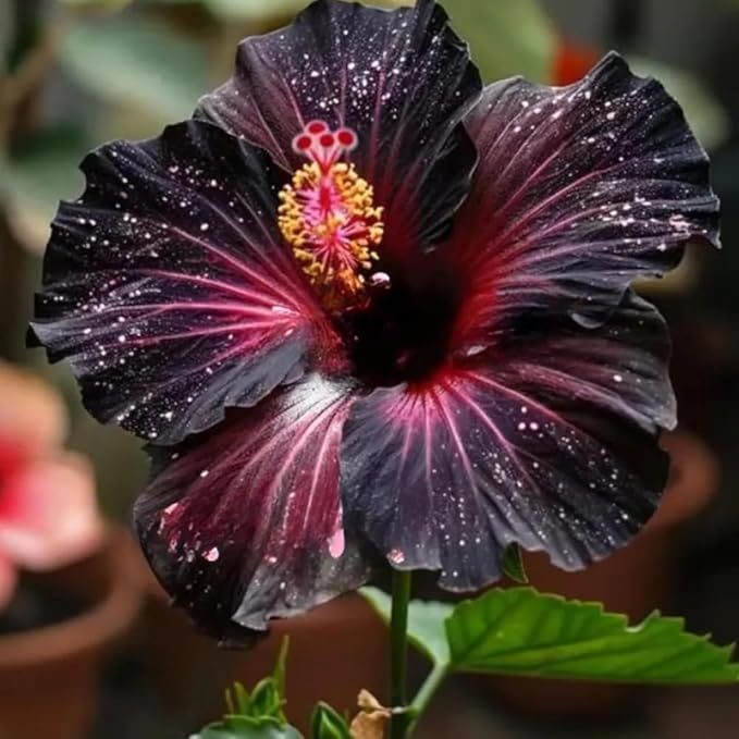 200 PCS Hibiscus Flower Seeds Mixed Vibrant Colors - Hardy Tropical Perennial Ornamental Plants, Easy Growing, Long Blooming, Ideal for Garden Planting, Landscaping, Borders & Outdoor Home Decor