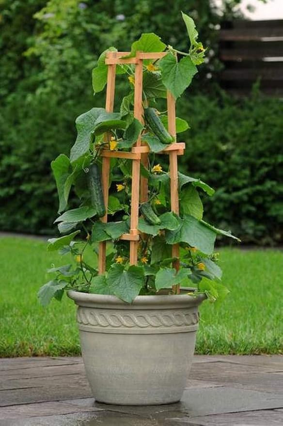 KIRA SEEDS - Seeds Indoor Cucumber F1 - Self-Pollinated - Heirloom Vegetable - GMO Free