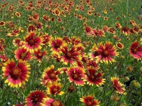 Gaillardia Indian Blanket Nice Garden Flower by Seed Kingdom Bulk 7,000 Seeds