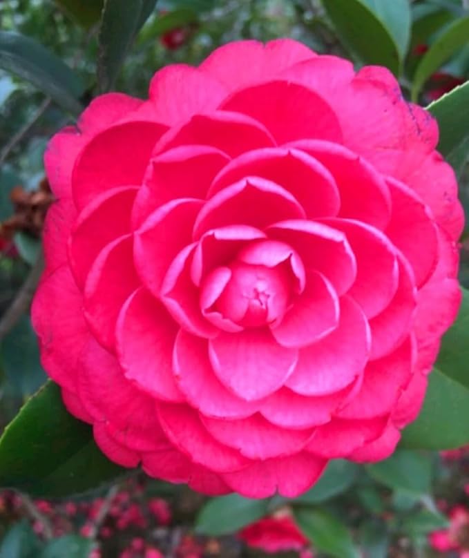 100PCS Double Camelia Impatiens Seeds Mixed Color Balsamina Impatiens Flower Shade Garden Seeds Bee Butterflies