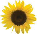 Burpee Del Sol Hybrid Sunflower Seeds 35 seeds