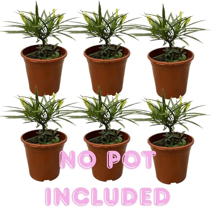 Set 6 Brazilian Red Mexican Petunia Plants Live, Perennial Outdoor Growing, Startrer Size 4-6" in Tall, Long Blooming Season, Landscapes, Borders, Ground Cover