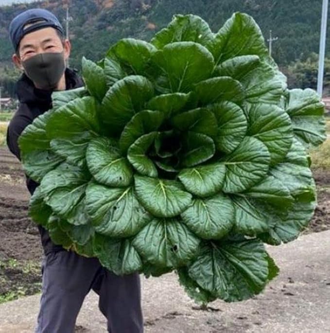 300+ Seeds Four Season Spinach Viroflay Giant - Vegetable Green
