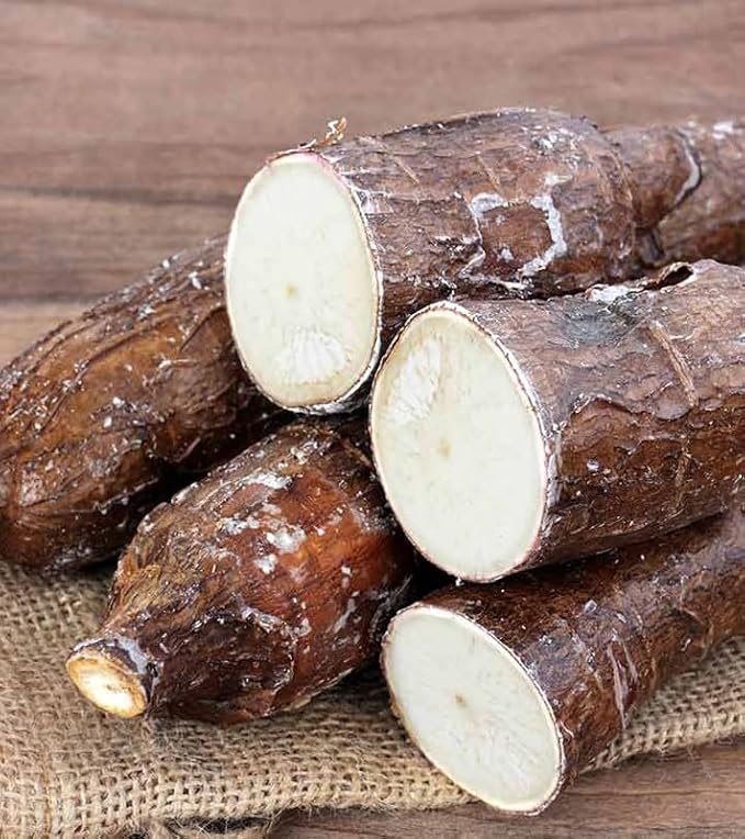 4 Sweet Yuca Cassava Cuttings, Manihot Yuca Cassava Cuttings, Cassava Root for Planting, 6 to 8 Inches Cassava for Planting, Cassava Root Plant
