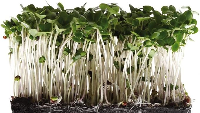 Broccoli Seeds for Sprouting Microgreens, 12 Ounce"COOL BEANS n SPROUTS" Brand, A superfood Packed with antioxidants and Health-Promoting nutrients. A Small Town Family Run USA Business.