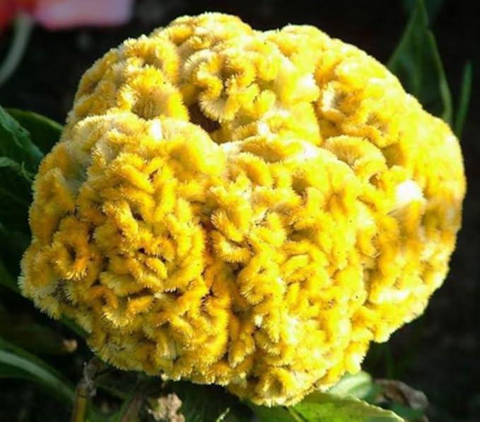 100PCS Cristata Celosia Seeds Mixed Color Annual Cockscomb Seeds Argentea Flower Home Garden