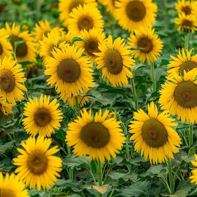 Mixrug Mix Sunflower Seeds for Planting, 500+pcs Rare Perennial Sunflower Flowers Seeds to Plant, Non-GMO Heirloom Colored Beauty Flowers Plants Attracts Pollinators for Home Garden Outdoors