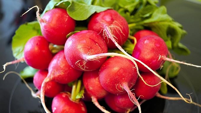 Park Seed Radish Vegatable Plant Seeds, Easy to Grow, Variety of Colors, Spring Garden, Rivoli Hybrid, Pack of 100