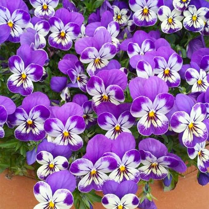 1100+ Mixed Pansy Seeds for Planting - Viola Pansy Seeds Non-GMO Heirloom Flower Seeds Attract Butterflies & Open Pollinated