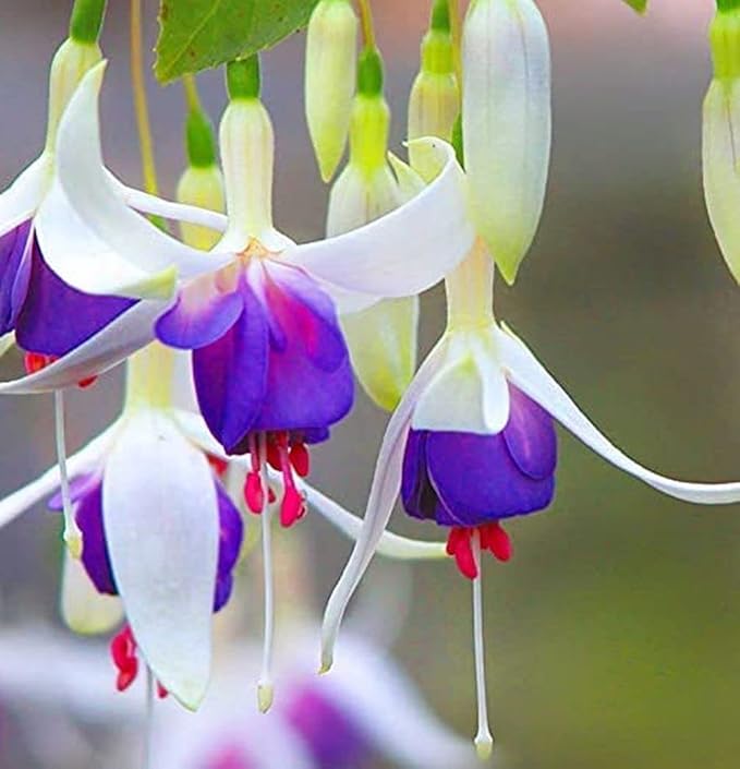 Mixed 100 Seeds Fuchsia Flower Seeds Perennial Home Bonsai