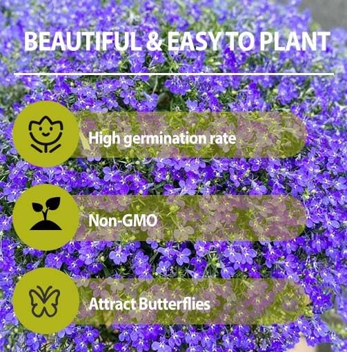 5200+ Perennial Mixed Lobelia Seeds for Planting-Non-GMO Heirloom Lobelia Ground Cover Flowers Great for Hanging Baskets, Pots and Containers