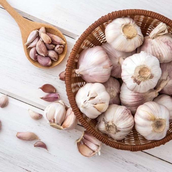 1 Pound White Hardneck Garlic Bulbs for Planting, Fresh High-Yield Hardy Garlic for Garden or Container Growing