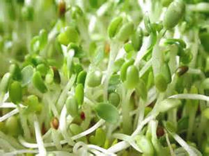 Alfalfa Sprouting Seed, Non GMO - 16 Oz -Country Creek LLC Brand - High Sprout Germination- Edible Seeds, Gardening, Hydroponics, Growing Salad Sprouts, Planting, Food Storage & More