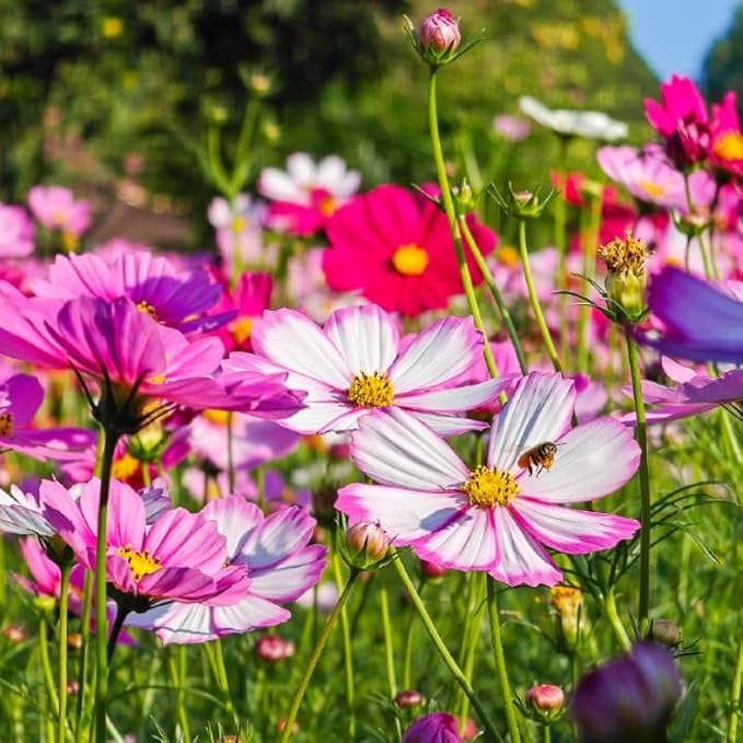 Cosmos Flower Seeds 1000pcs – Non-GMO Annual Wildflower Seeds – Ideal for Garden & Outdoor Planting
