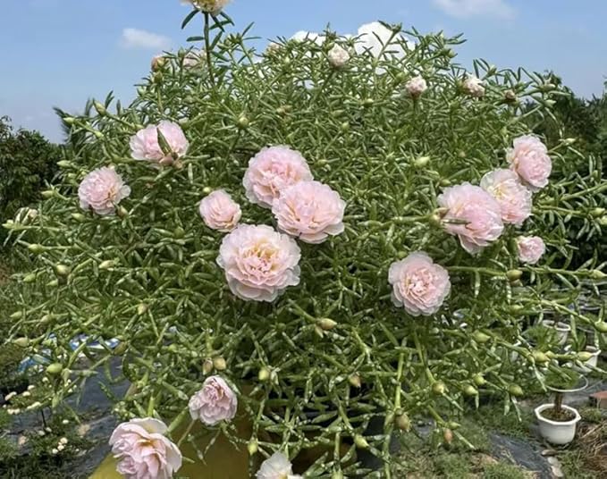 200+ Light Pink Moss Rose Seeds Portulaca Grandiflora Vietnam Rose Flowers Seeds Heirloom Succulent Ground Cover Flowers