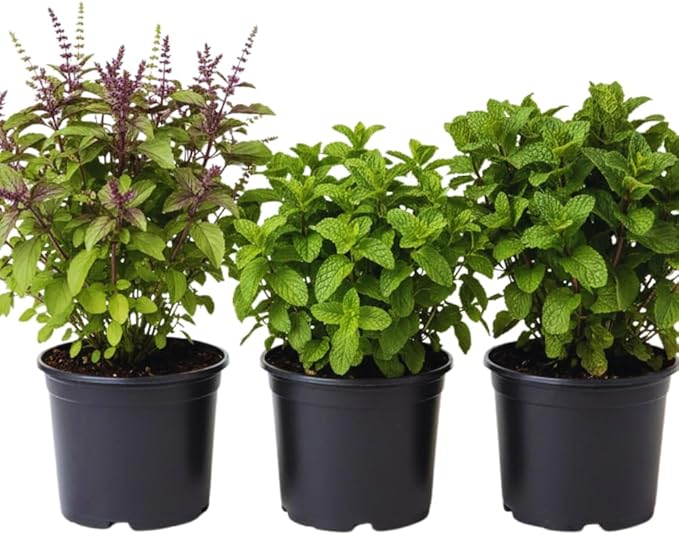 Combo 3 Assorted Herbs Plants Garden, Basil, Rosemary, Peppermint, Lemon Balm Plant Live, Mix Varieties Herb, 3 to 5 Inches Tall, No Potted