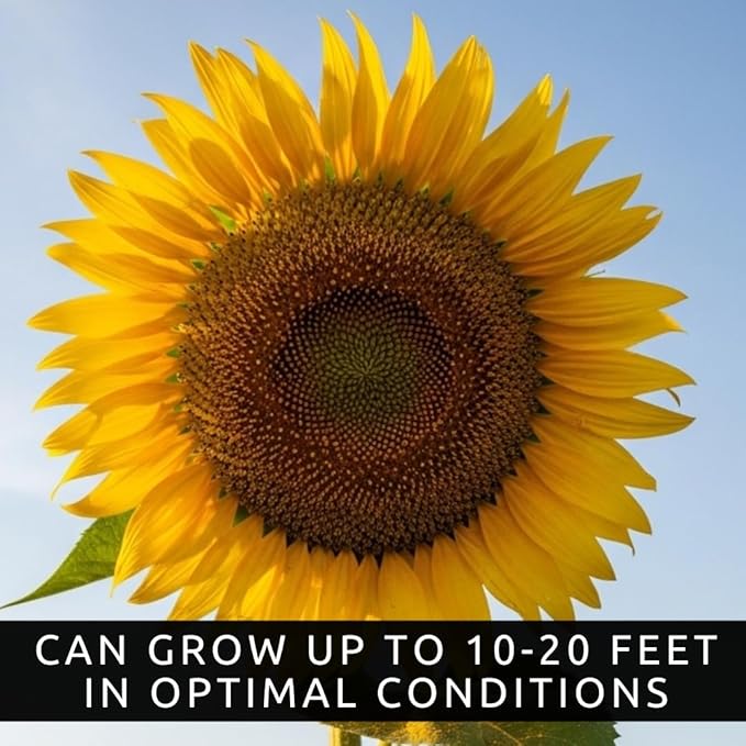 Skyscraper Sunflower Seeds for Planting – 100+ Heirloom Seeds – Grows 15–20 ft Tall with Giant Blooms – Non-GMO, Open-Pollinated, USA Grown