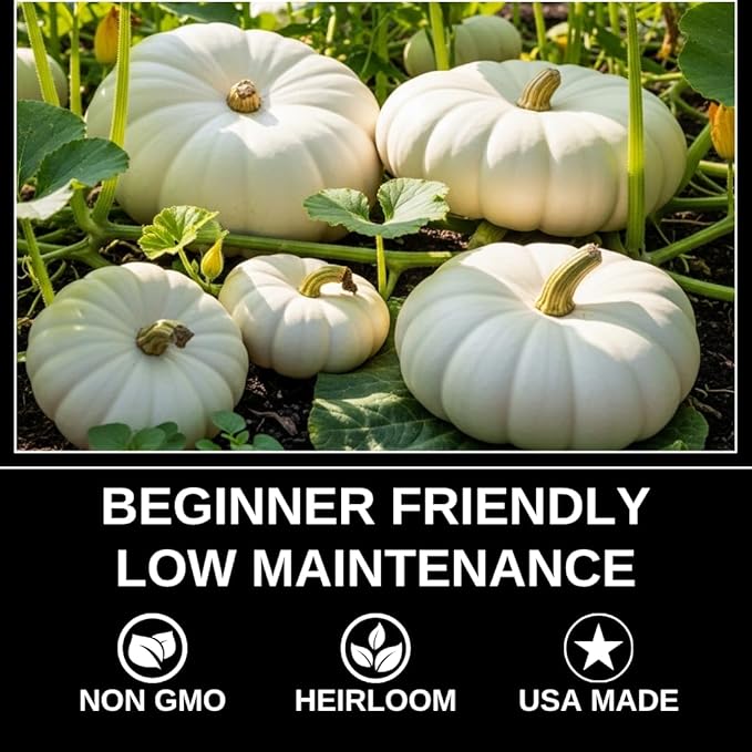Pumpkin Seeds for Planting – 10 Exotic White Flat Stacker Seeds – Rare, Hard-to-Find Pumpkin, Squash, and Gourd Variety – Perfect for Vegetable Gardens