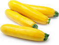 Golden Zucchini Squash Seeds,50 Count COOL BEANS N SPROUTS Brand. Heirloom. Non-GMO. Home Gardening.