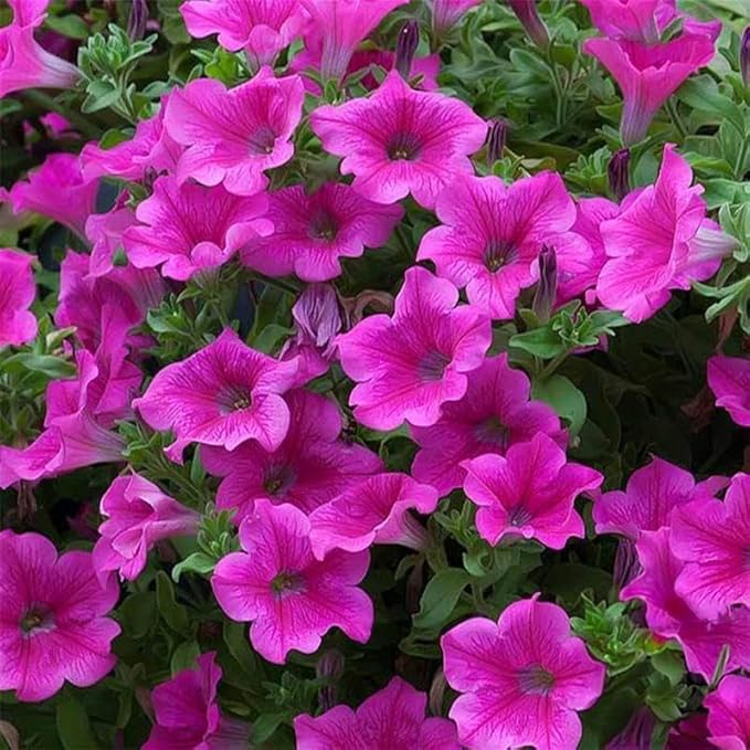 Supercascade Petunia Series Pink ~25 Seeds – Large Blooms for Hanging Baskets, Containers & Beds – Annual Flower, Non-GMO, Easy to Grow – Full Sun – Garden Color Mix