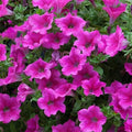 Supercascade Petunia Series Pink ~25 Seeds – Large Blooms for Hanging Baskets, Containers & Beds – Annual Flower, Non-GMO, Easy to Grow – Full Sun – Garden Color Mix