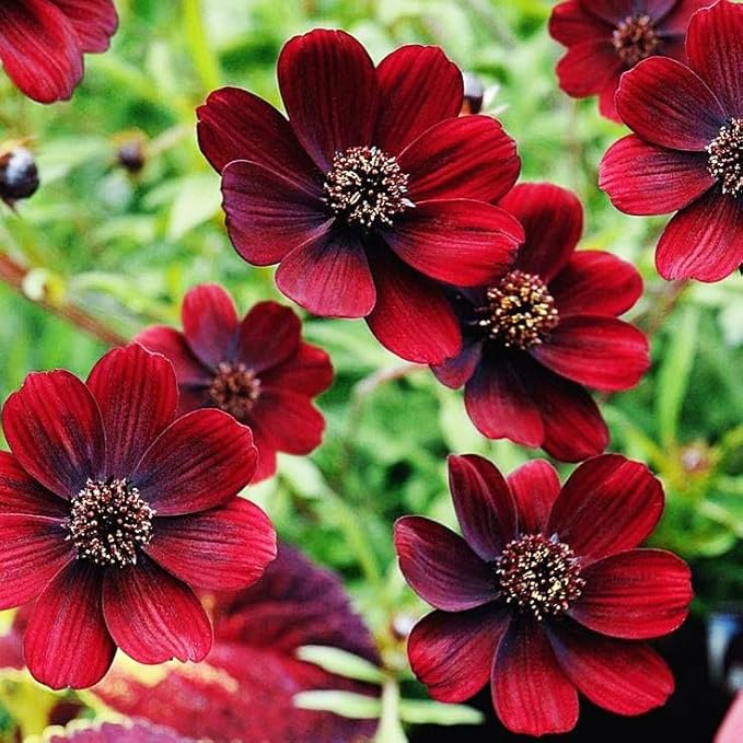 1000+ Cosmos Atrosanguineus Flower Seeds for Planting Outdoors Attract Bees & Butterflies