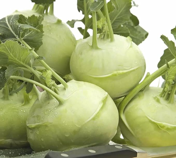 100+ Seeds Giant Kohlrabi Cabbage Biennial - Vegetable Green