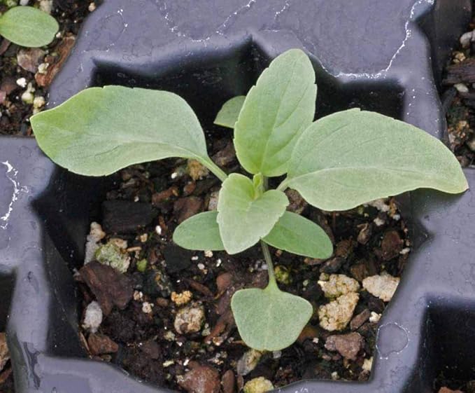 Blue Sage Seeds - Valuable Garden Salvia Flower - 2000 Seeds