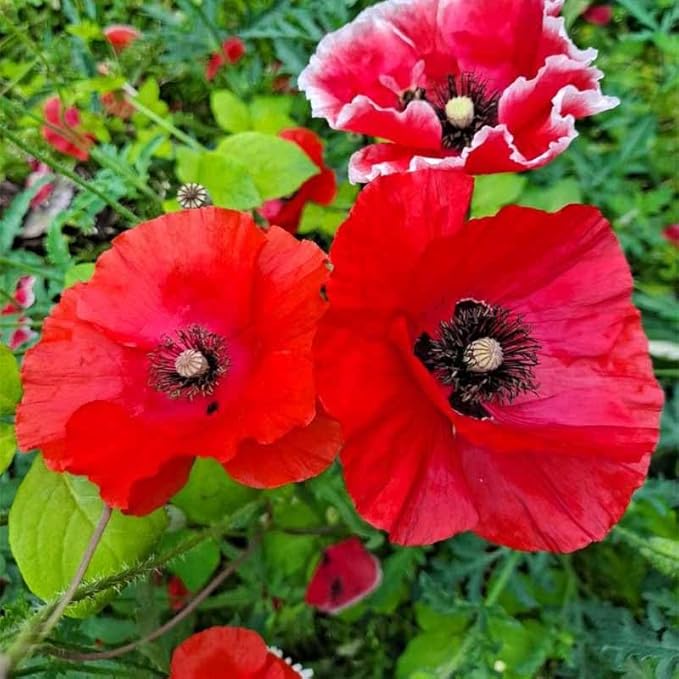 11000+ Seeds Poppy Flower Seed Mix for Planting-Non-GMO Heirloom Plant Seeds Garden Outdoor