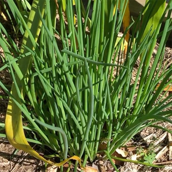 3 Hardy Chives Live Plant, Live Chives Plant for Planting Garden, 4 Inch Tall, Heirloom Leeks Plant, Hardy Perennial Chives Plant for Planting, Fragrant Heirloom Vegetable