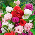 KIRA SEEDS - Seeds Balsam Camellia Flowered Mix - Impatiens balsamina - Annual Flowers for Planting - GMO Free