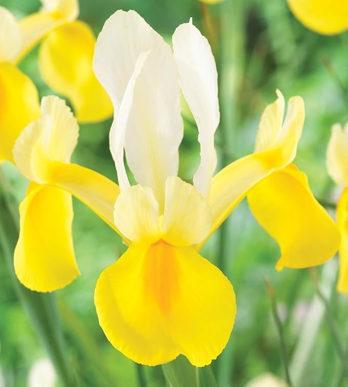 Votaniki Montecito & Miss Saigon Iris Mix Bulbs - Perennial Dutch Iris, Fragrant Blooms | Spring Flowering 30x Montecito and 30x Miss Saigon Iris Bulbs - Easy to Grow (60 Pack)