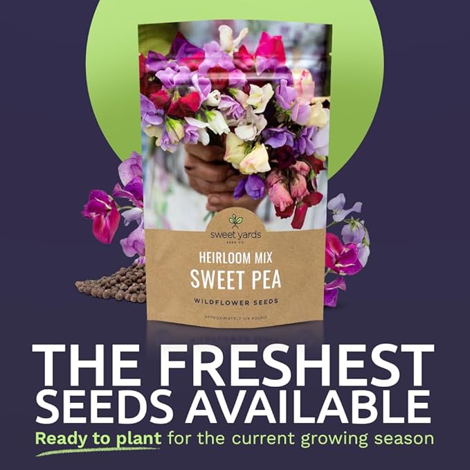 Sweet Pea Seeds Heirloom Mix - Bulk 1/4 Pound Bag - Over 1,400 Seeds - Large Fragrant Lavender, Purple, Red, Pink and White Blooms
