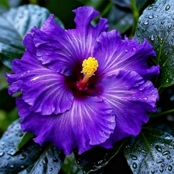 200 PCS Hibiscus Flower Seeds Mixed Vibrant Colors - Hardy Tropical Perennial Ornamental Plants, Easy Growing, Long Blooming, Ideal for Garden Planting, Landscaping, Borders & Outdoor Home Decor