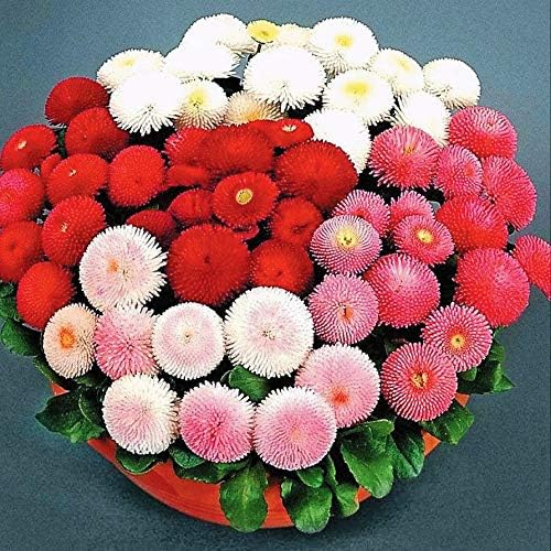 Seeds English Daisy Pompon Double Mix (Marguerite Bellis perennis) Outdoor Cut Perennial Flowers for Garden Planting