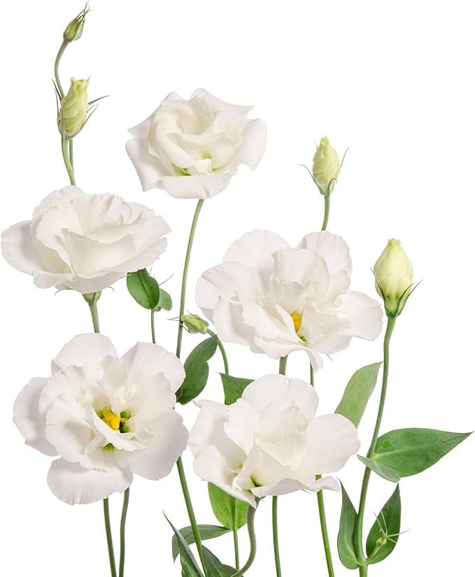 Park Seed Lisianthus Flowering Planting Seeds, Easy to Grow, Variety of Colors and Sizes, Spring Garden, Charisma White, Pack of 25