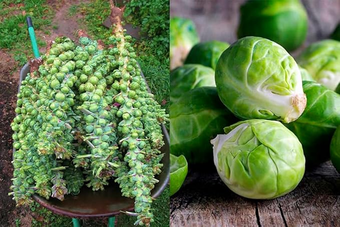 Seeds Vegetable Brussels Sprout Cabbage Long Island Green (Possible to Grow Indoor) - 300 Seeds