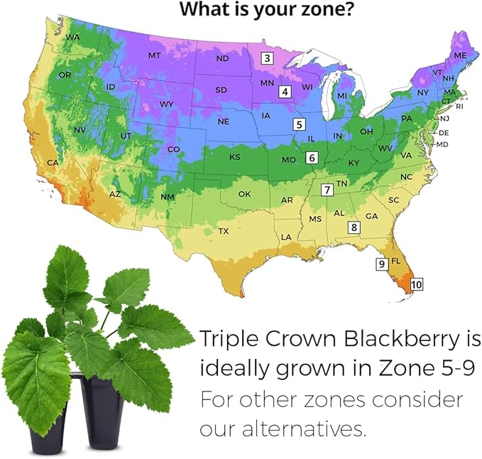 BlackBerry Plants Triple Crown (4 Pack) Live for Sale | Easy to Grow Plants | Edible Fruit Plant for Sustainable Living | Grow Your own Food on Your Organic Garden | Live for Planting |