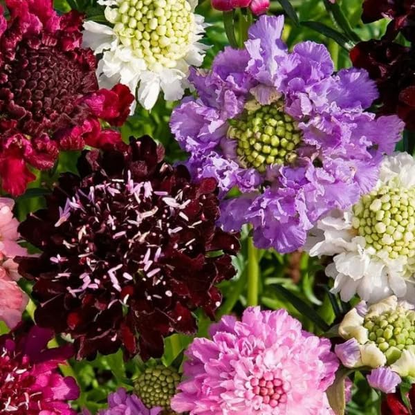 Seeds Pincushion Flower Mix - Scabiosa - Annual Flowers for Planting