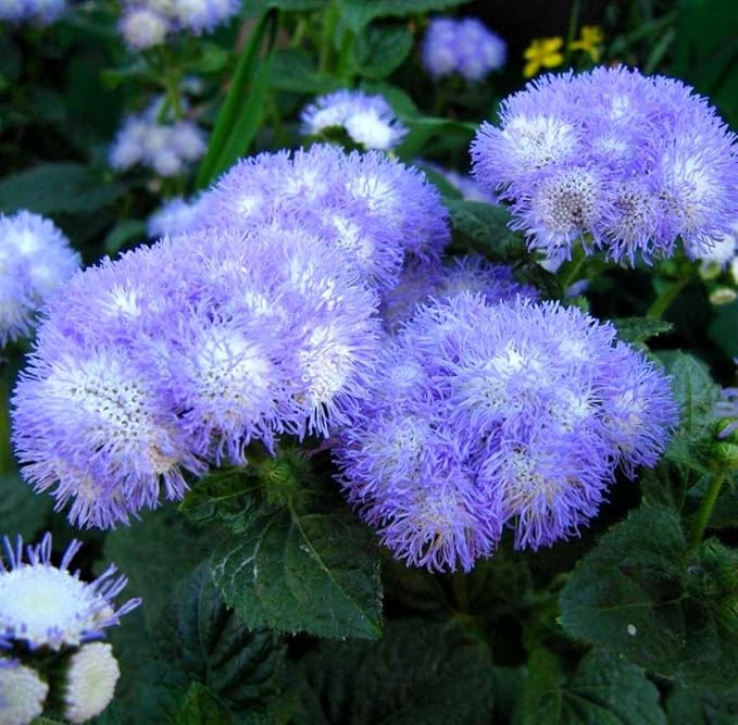 Ageratum Blue Ageratum houstonianum Flossflower Blue Mink Garden Seeds for Planting 400+ Seeds