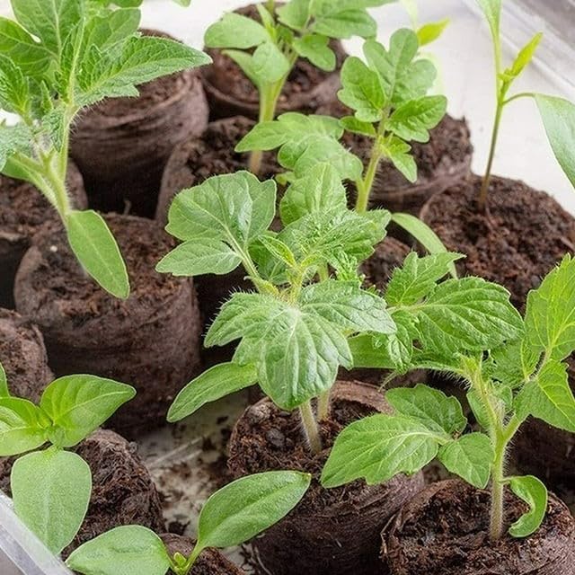 100 Pcs Peat Pellets Seed Starting Plugs Pellets Seedling Soil Block Nursery Soil for Indoors Garden Flowers Seedling Planting Seeds Starter Pellet for Transplanting Planting (50mm)