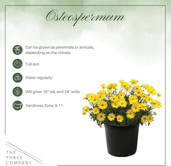 Live Flowering Osteospermum Plant - Yellow (3 Plants Per Pack) - Beautiful African Daisies - Early Spring Color - 12" Tall by 5" Wide in 1 Qt Pot